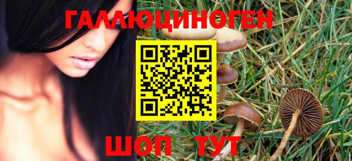 Галлюциногенные грибы Psilocybe Домодедово